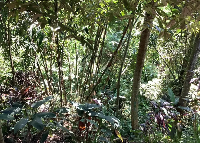 Jungle Hideaway 2 - Pool View Villa